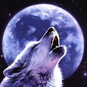 wolf-iptv 3.2.2