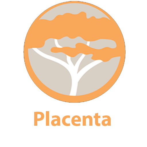 Placenta Artwork